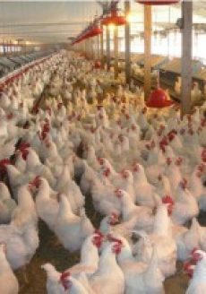 Click Farm meets Cluck Farms